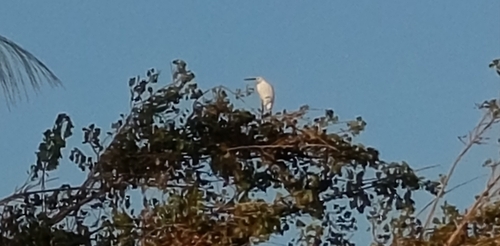 Little Egret