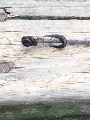 Endeavouria septemlineata