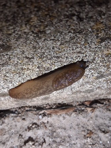 Yellow Cellar Slug