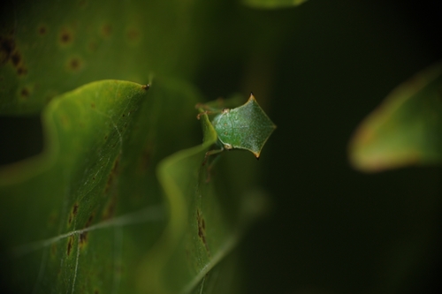 Buffalo Treehopper