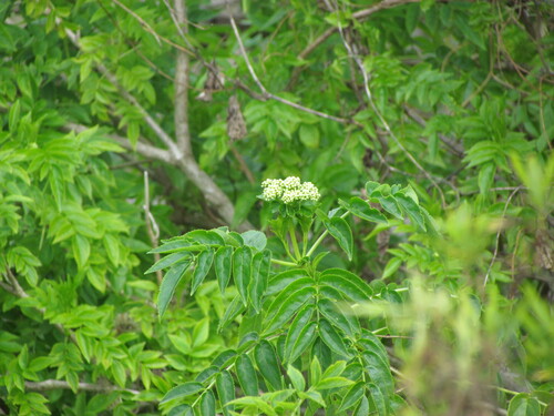 Sambucus australis, photograph 5