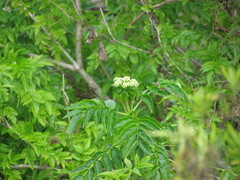 Sambucus australis, photograph (c) Matias Cabezas, some rights reserved (CC BY)