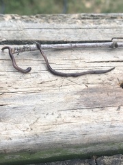 Endeavouria septemlineata
