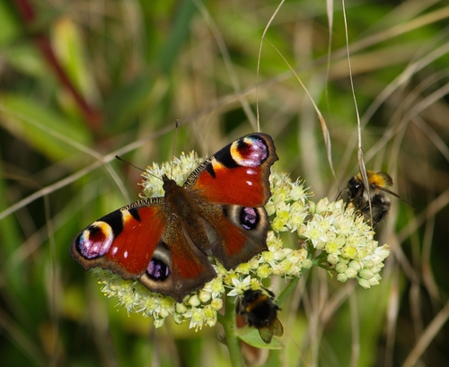 European Peacock Butterfly