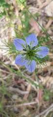 Nigella