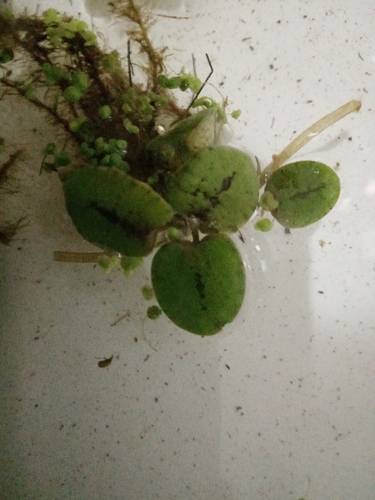 Amazon Frogbit
