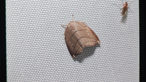 Pseudalbara parvula