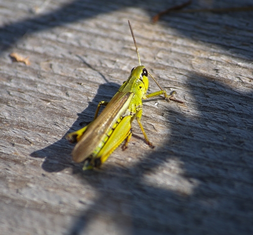 Large Marsh Grasshopper
