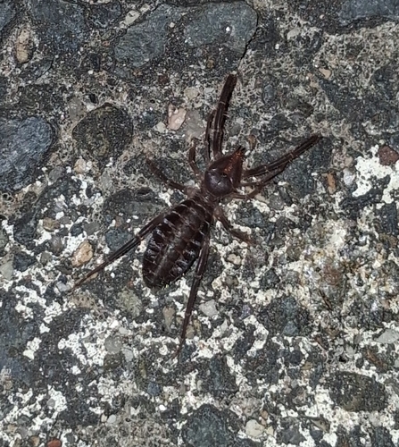 Iberian Solifugid