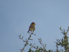 Knipolegus striaticeps