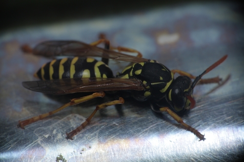 European Paper Wasp