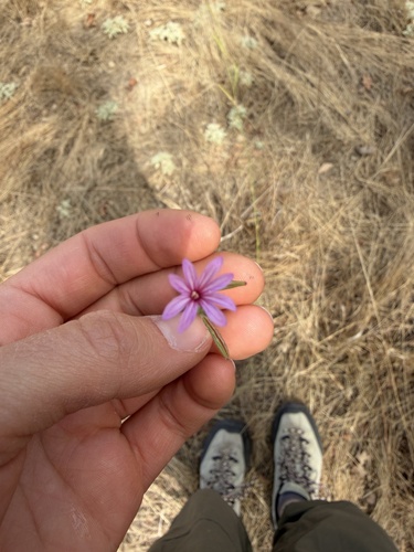 iNaturalist observation photo of panicled willowherb