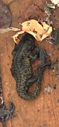 Western Tiger Salamander