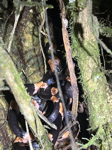 Graceful Snail-eater, Dipsas gracilis