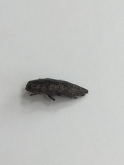 Chrysochroinae