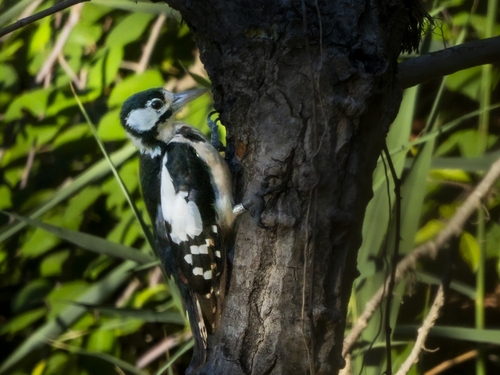 Great Spotted Woodpecker