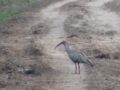 Theristicus caerulescens