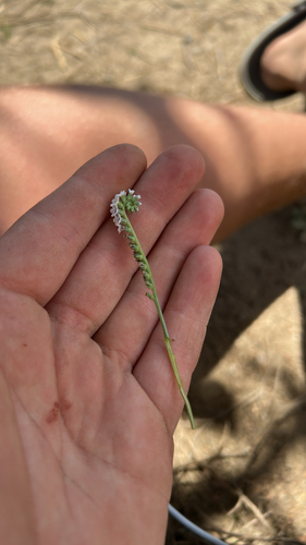 iNaturalist observation photo of Heliotropium curassavicum oculatum