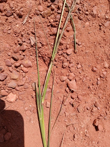 Eragrostis atrovirens observed 2026-08-29