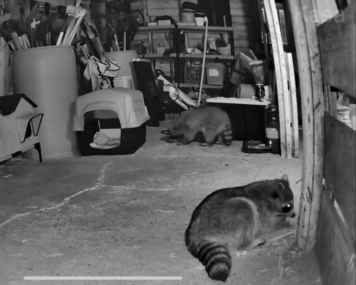 Common Raccoon
