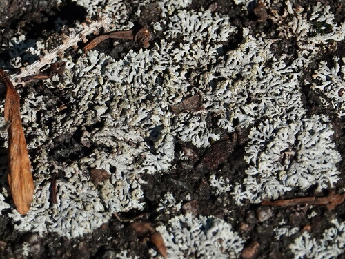 Powder-tipped Rosette Lichen