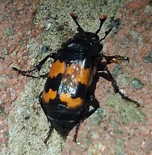 Banded Sexton Beetle