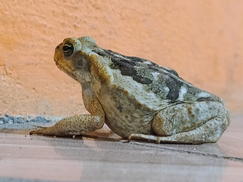 Cururu Toad
