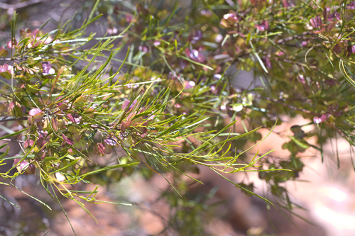 Dodonaea viscosa observed 2026-09-02