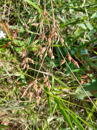 Fimbristylis spadicea observed 2026-08-29