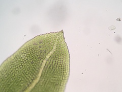 Fissidens osmundioides