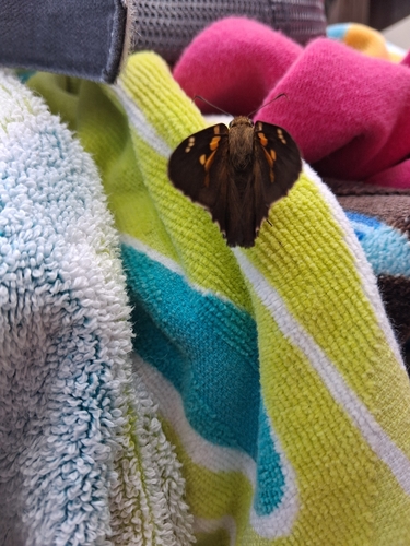 Silver-spotted Skipper