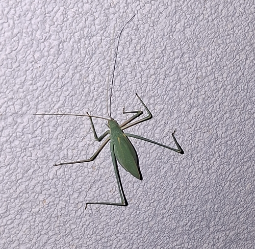Syrian Long-legged Bush-Cricket