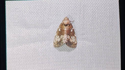 Dysmilichia gemella