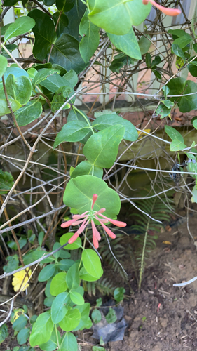 coral honeysuckle