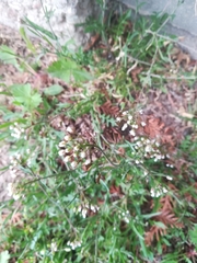 Capsella bursa-pastoris