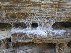 Agelena labyrinthica