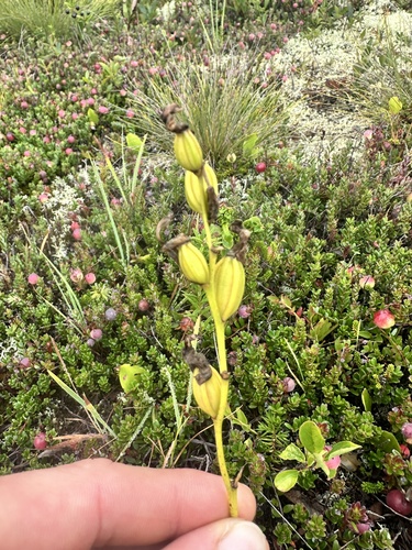 Calopogon tuberosus