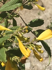 Tecoma stans velutina