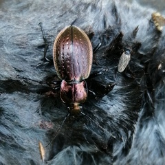 Carabus deyrolei