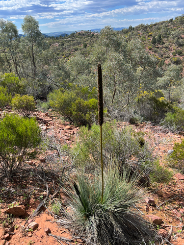 Xanthorrhoea quadrangulata, photograph 1