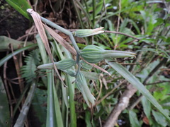 Billbergia distachia