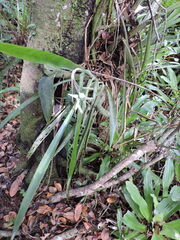 Billbergia distachia, photograph (c) Fabrício Mil Homens Riella, some rights reserved (CC BY)