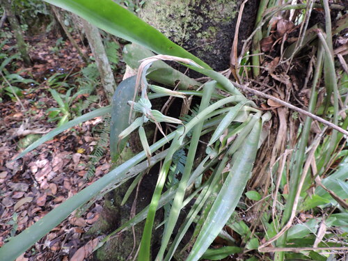Billbergia distachia, photograph 2