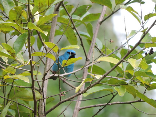 Blue Dacnis