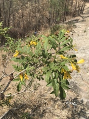 Tecoma stans velutina