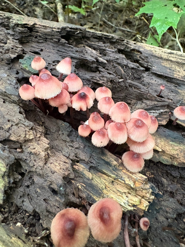 Bleeding Fairy Helmet · September 2026 · photo: Photo: (c) kedgehog, some rights reserved (CC BY) · iNaturalist