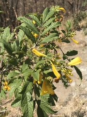 Tecoma stans velutina