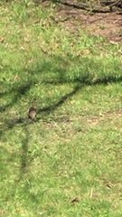 Pipilo erythrophthalmus