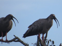 Theristicus caerulescens