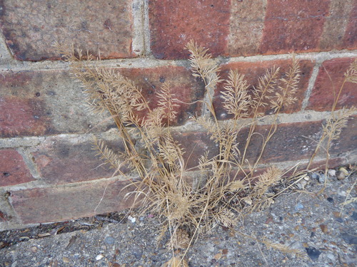 Catapodium rigidum, photograph 4